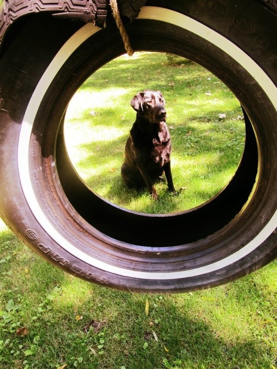 dog by tire swing